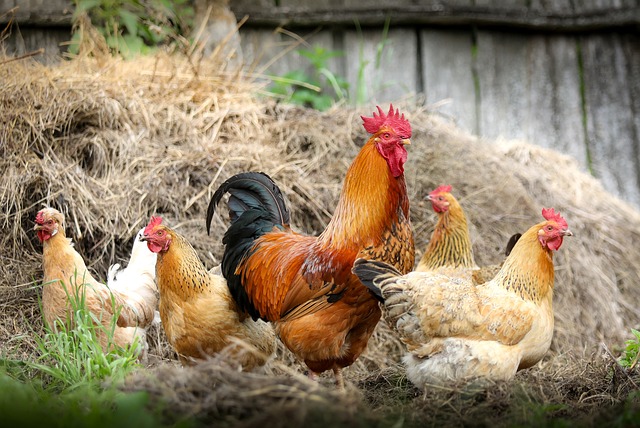 Back Yard Poultry Workshop