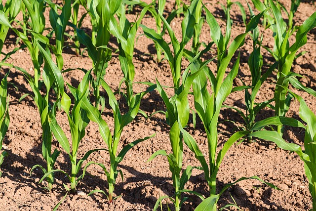 Corn field
