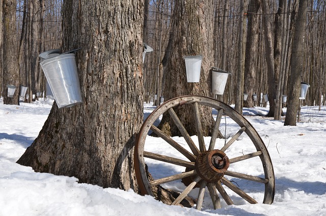 Maple Production