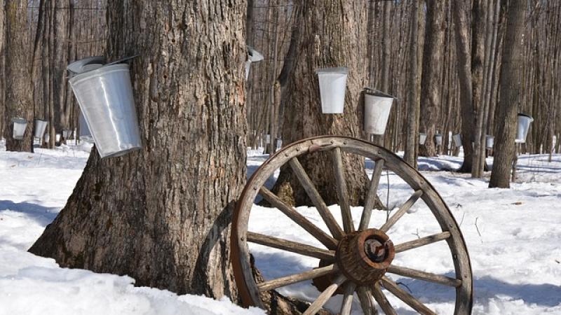 Maple Production